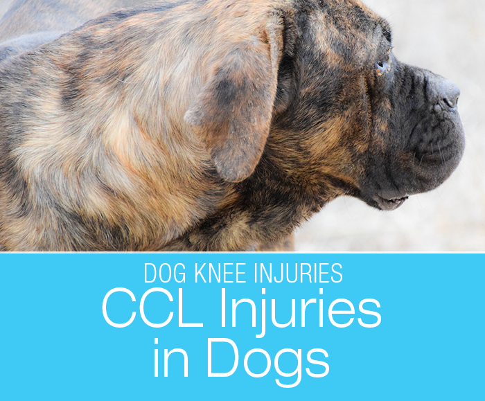 Talk To Me About Dog ACL/CCL Injuries: My Dog Ruptured Their Cruciate Ligament