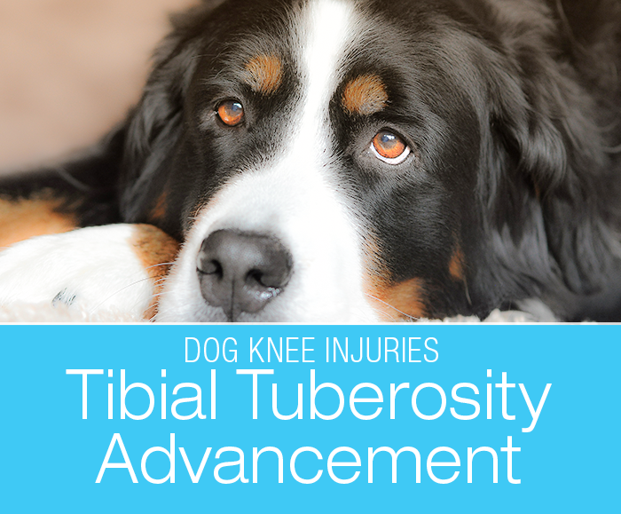 Tibial Tuberosity Advancement (TTA)