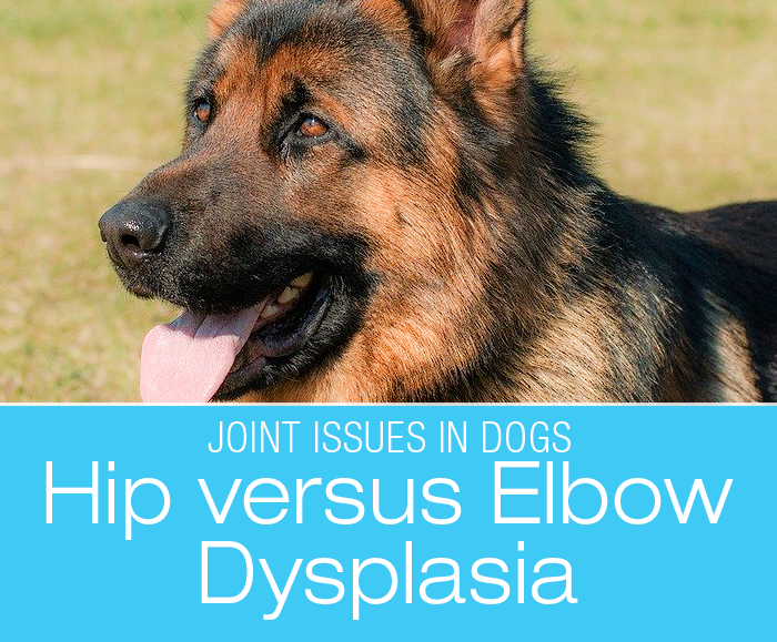 Talk to Me About Dog Arthritis: Hip and Elbow Dysplasia