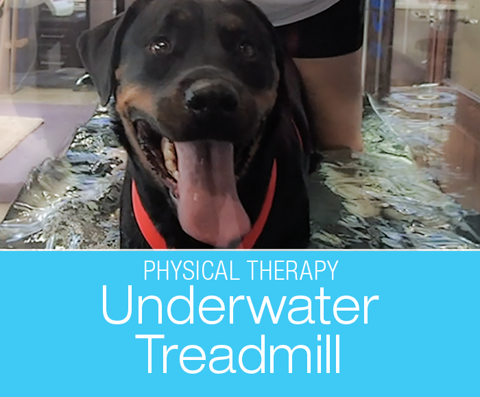 Physical Therapy for Canine Arthritis: Treadmills