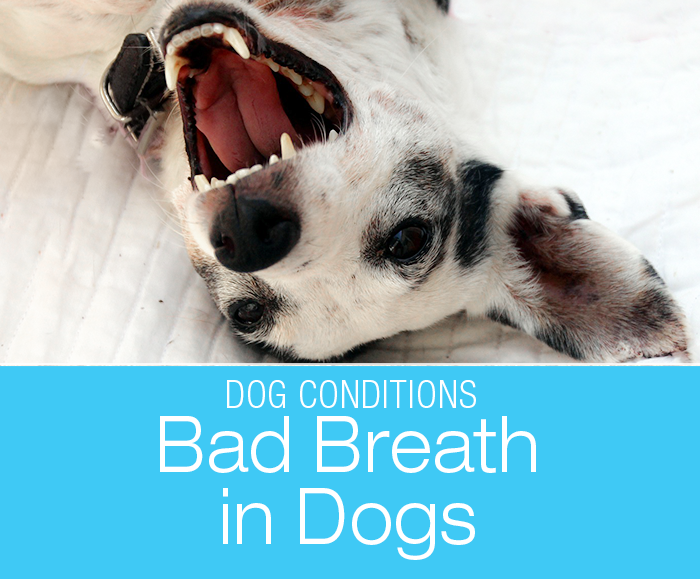 Bad Breath in Dogs: When Bad Breath Can Kill!