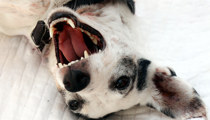 Bad Breath in Dogs: When Bad Breath Can Kill!
