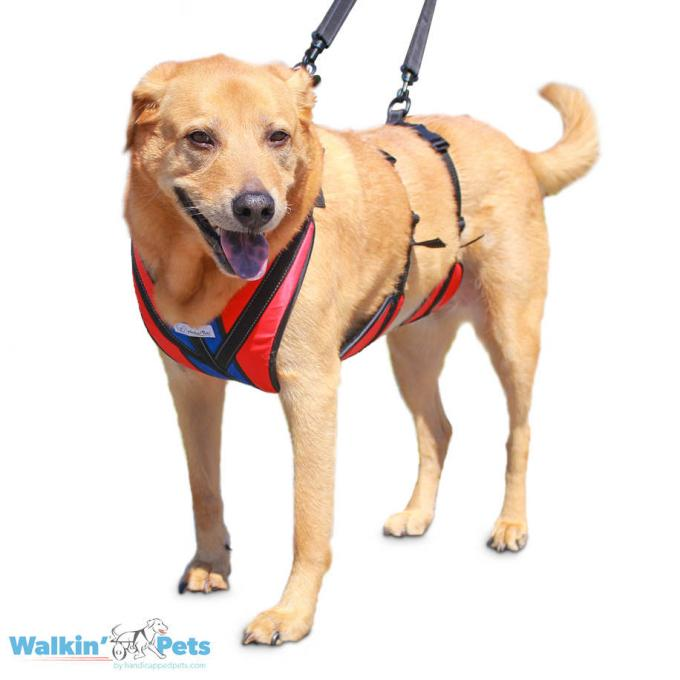 Surviving The Post-Op: After Your Dog's ACL/CCL Surgery. Support Harness