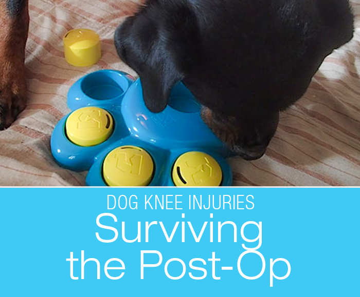 Surviving The Post-Op: After Your Dog's ACL/CCL Surgery