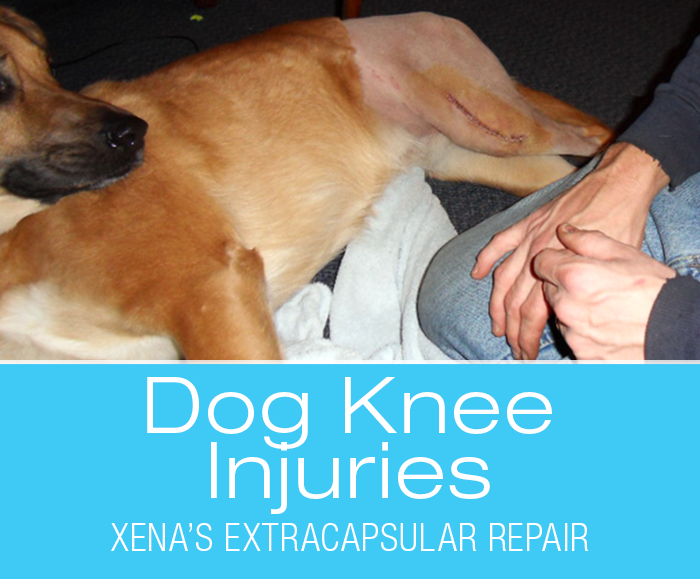 Large Dog Extracapsular Repair: ACL/CCL Injuries In Dogs—Xena's Story