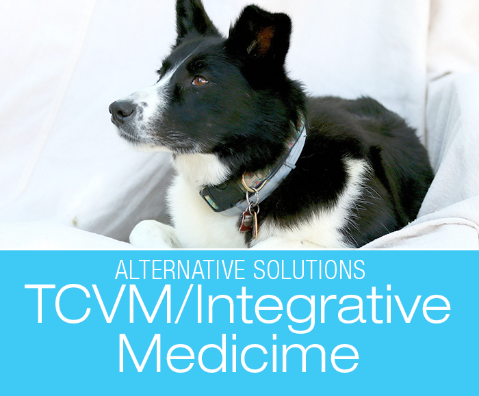 TCVM for Dogs: Four Paws, Five Directions—The Theory Behind The Traditional Chinese Veterinary Medicine