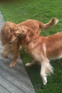 The Many Faces Of Arthritis: Viva Has Spondylosis