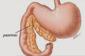 Dog Conditions: The Perplexities of Pancreatitis Pancreatitis in Dogs: The Perplexities of Pancreatitis