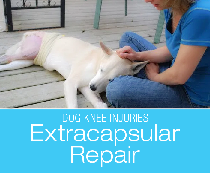 Canine Extracapsular Repair: Sandy's Extracapsular Repair