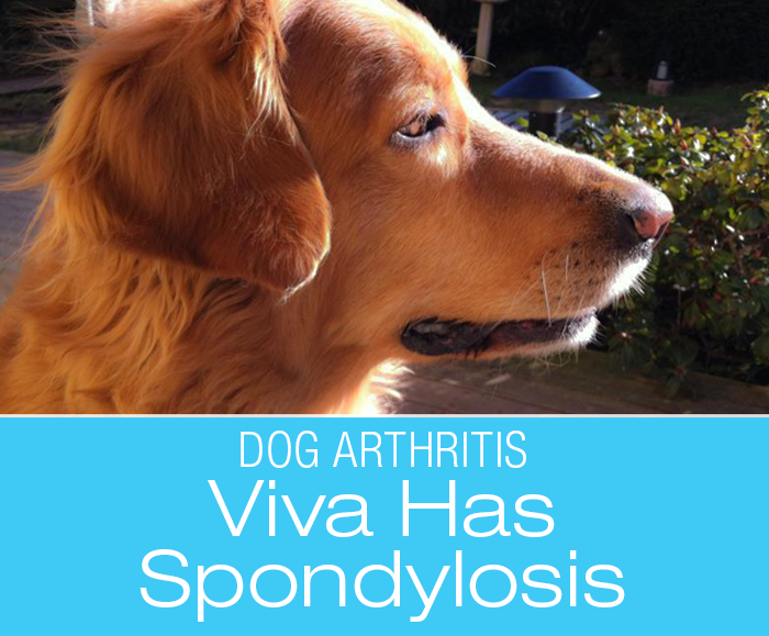 Canine Spondylosis: The Many Faces Of Arthritis—Viva's Story