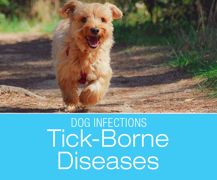 Canine Tick-Borne Diseases: The Ticking Bomb