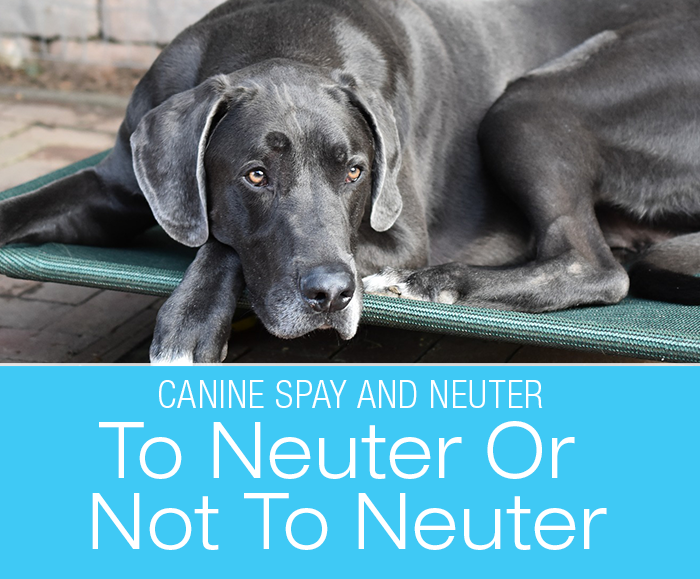 Canine Spay and Neuter: To Neuter Or Not To Neuter… That Is The Question