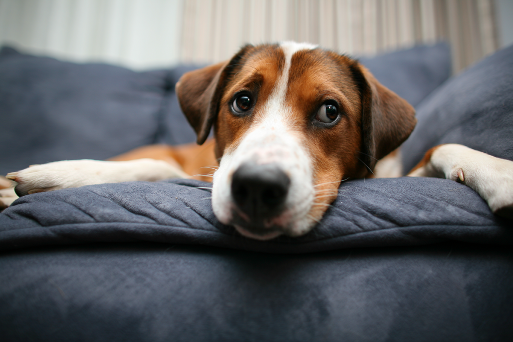 Dog Symptoms: Treating Symptoms vs. Treating The Cause