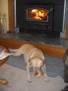 Dog Conditions: Bridget's Pancreatitis Dog Conditions: Bridget's Pancreatitis
