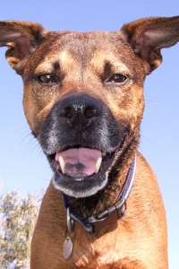 Dog Conditions, ACL/CCL Surgery Complications Dog Conditions, ACL/CCL Surgery Complications