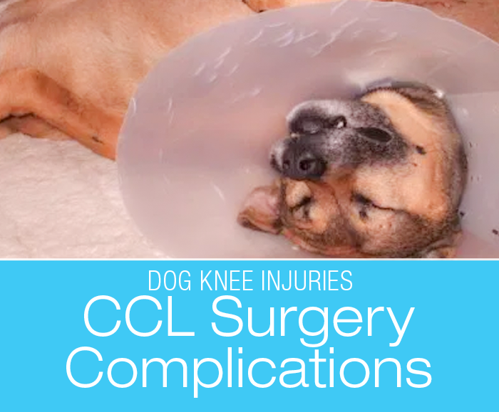 CCL Surgery Complications: My Love Is Sleeping At My Feet