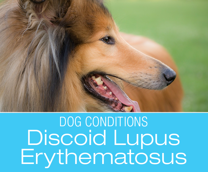 Canine Collie Nose: Discoid Lupus Erythematosus (DLE) In Dogs