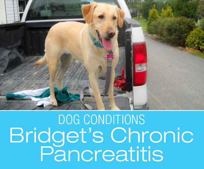 Chronic Pancreatitis in Dogs: The House Is On Fire! Bridget's Pancreatitis