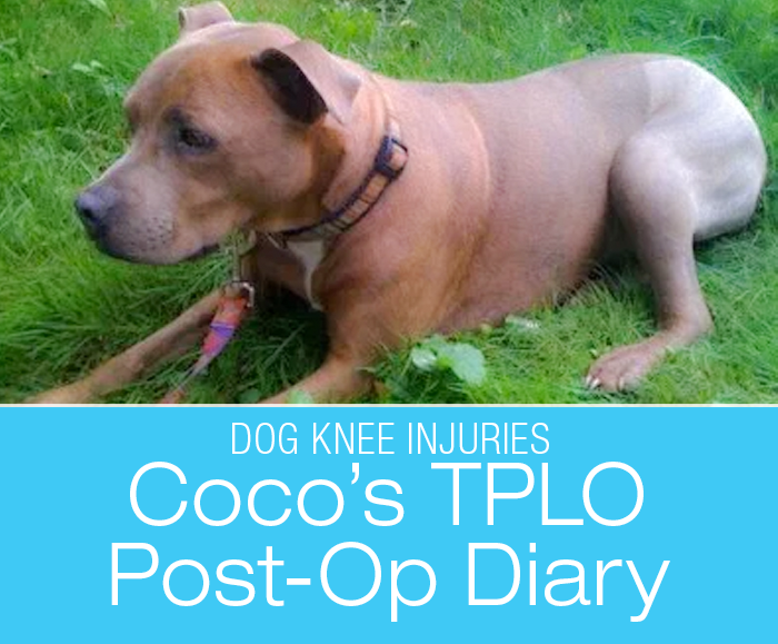 Canine TPLO Post-Op: Coco's Diary