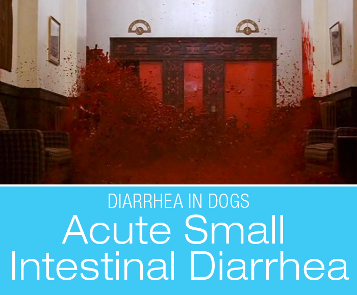 Acute Small Intestinal Diarrhea in Dogs: Stories from My Diary-rrhea (part II)