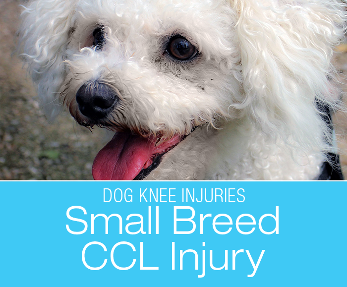 Small Dog CCL Injuries: Small Breeds Can Hurt Their ACL Too—Star's Naughty Knee