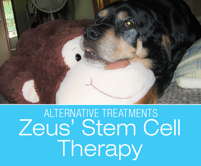 Canine Stem Cell Therapy: Zeus Gets Stem Cell Treatment