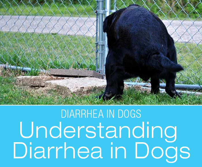 Understanding Diarrhea in Dogs: A Tale of Many Tails—and What Came Out From Underneath Stories from My Diary-rrhea (part I)