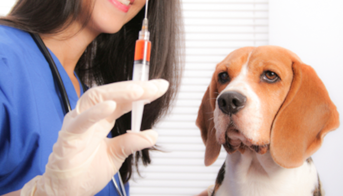 Canine Vaccination Boosters: To Booster Or Not To Booster—Jasmine's Parvo and Distemper Titer Results Are Back