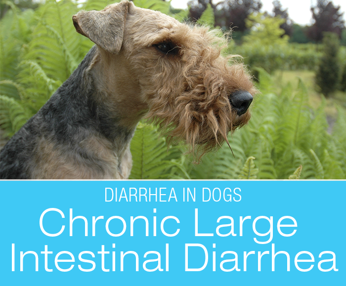 Chronic Large Intestinal Diarrhea in Dogs: Stories from My Diary-rrhea (part IV):