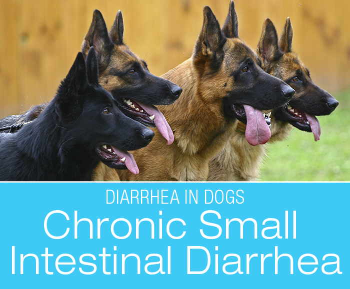Chronic Small Intestinal Diarrhea in Dogs