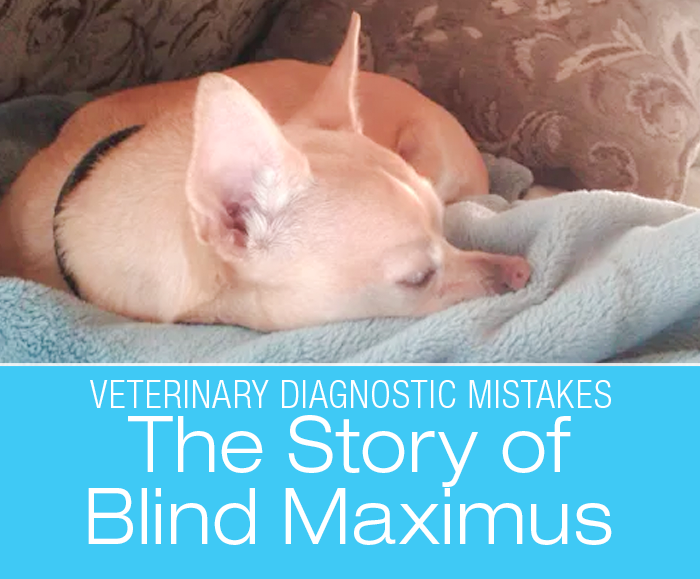 Veterinary Diagnostic Mistakes: Trust Your Gut! The Story Of Blind Maximus