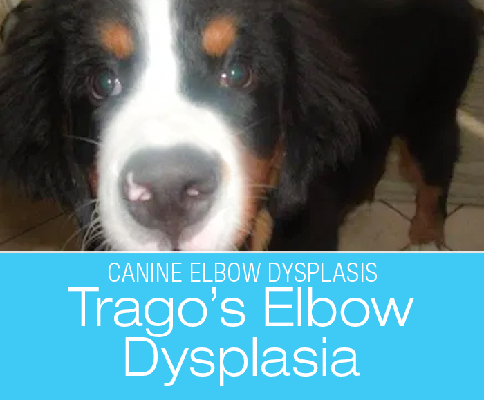 Elbow Dysplasia in a Dog: Running With The Wind—Trago's Elbow Dysplasia Surgery And Stem Cell Treatment