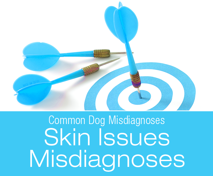 Common Dog Misdiagnoses: Skin Issues Misdiagnoses