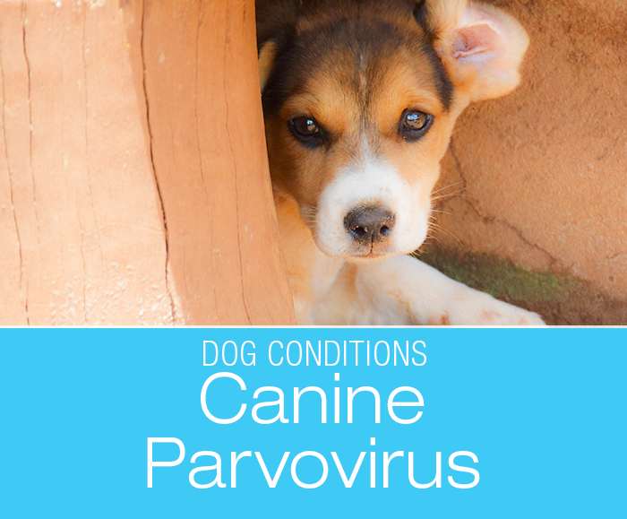 Canine Parvovirus