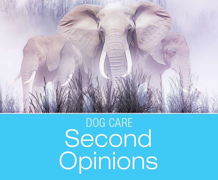 Seeking a Second Opinion for Your Dog