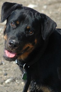 Traditional Chinese Veterinary Medicine: Our Journey to TCVM