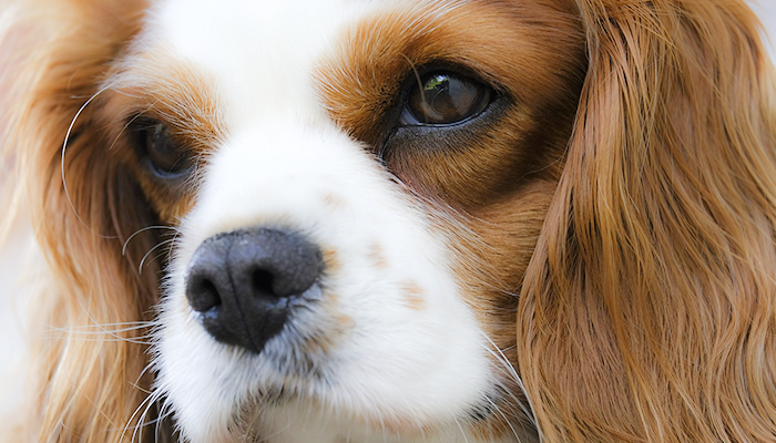 What is Chiari Malformation in Dogs: Syringomyelia Awareness