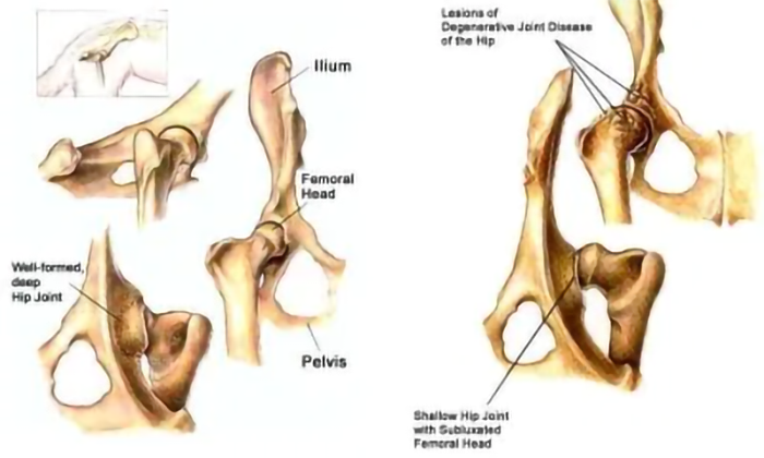 Canine Hip And Elbow Dysplasia: Are They The Same Thing?