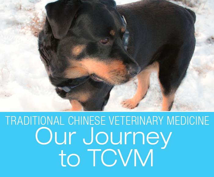 Traditional Chinese Veterinary Medicine: Our Journey to TCVM