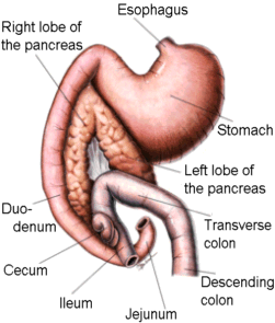 Exocrine Pancreatic Insufficiency (Maldigestion)