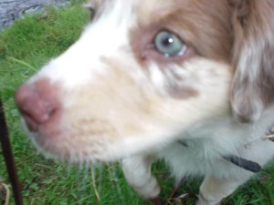 Dog Conditions: Koda's Ectopic Ureter Urinary Incontinence in Puppies: Puppies Pee, Huh? Koda's Story