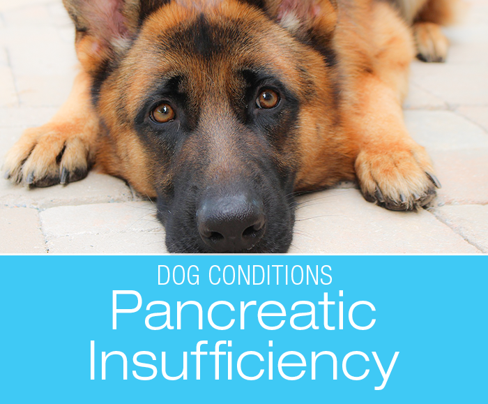 Exocrine Pancreatic Insufficiency (Maldigestion): My Dog Is Always Hungry and Losing Weight