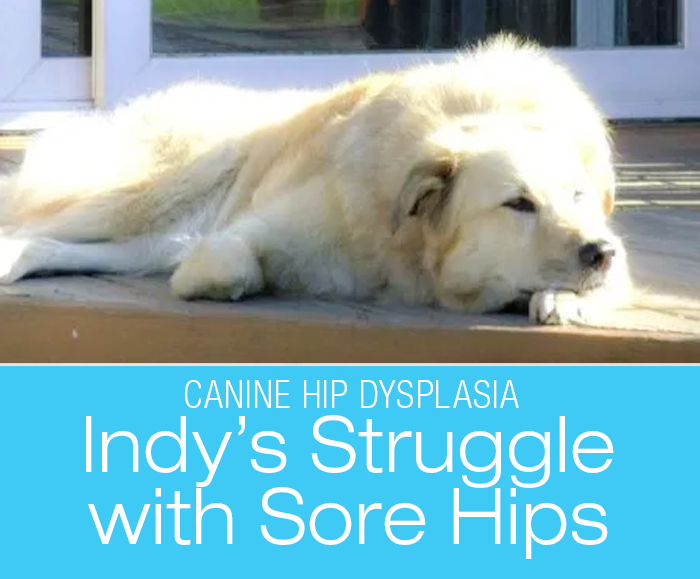 Canine Hip Dysplasia: Indy’s Struggle with Sore Hips
