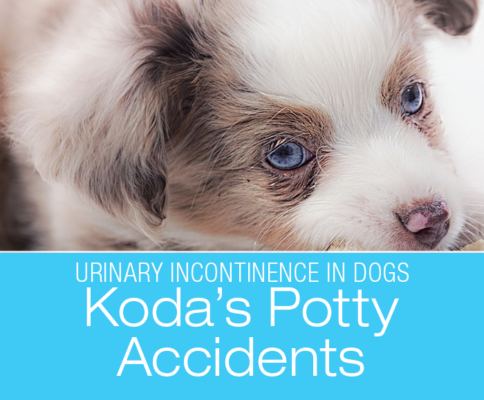 Urinary Incontinence in Puppies: Puppies Pee, Huh? Koda's Story