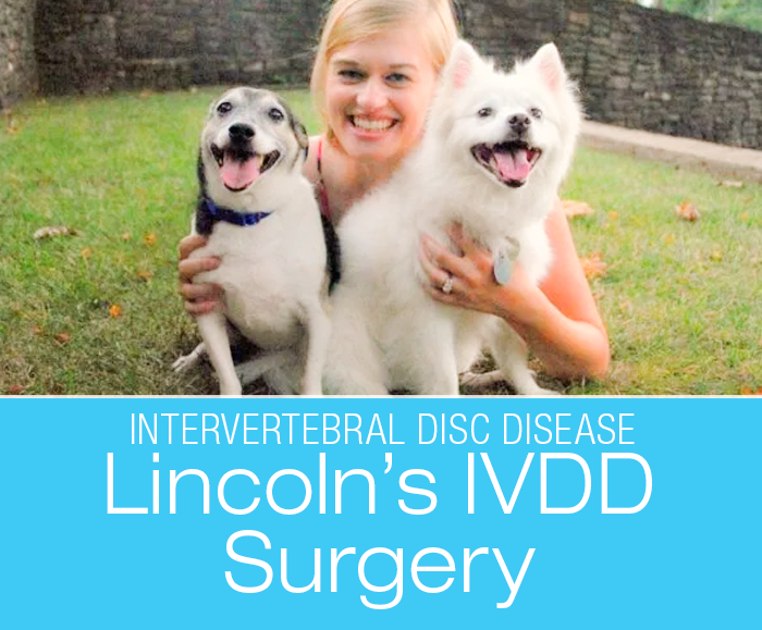 Canine IVDD Surgery: Best Money I Ever Spent—Lincoln's Disc Injuries