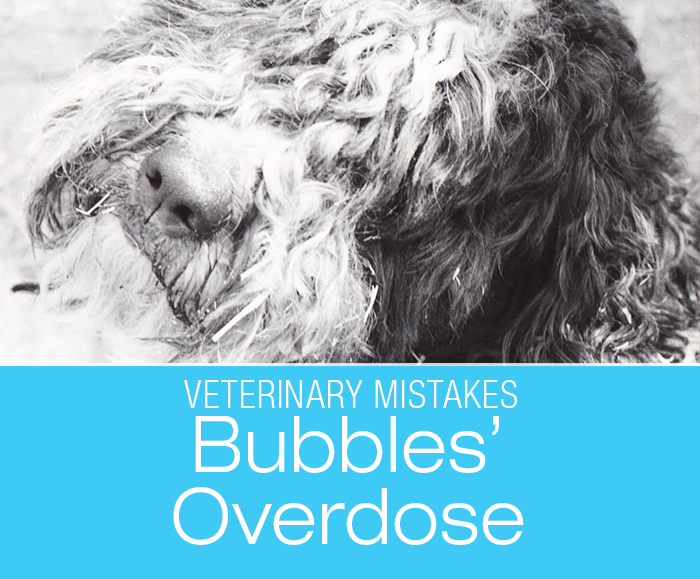 Veterinary Prescribing Mistakes: Bubbles' Medication Overdose