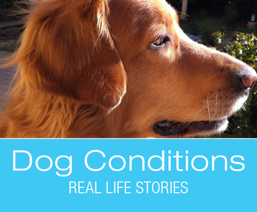 Elevated Liver Values in Dogs: What Would You Do if It Was Your Dog? Viva's Elevated Liver Values