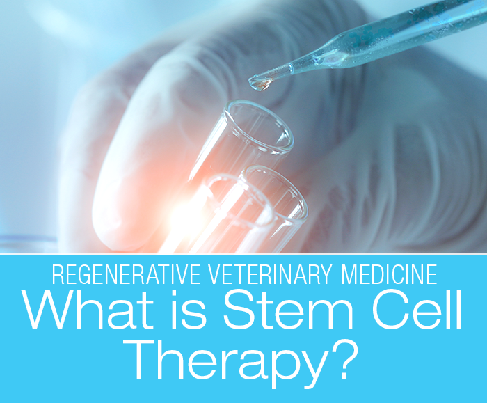 Regenerative Therapy: Stem Cell Therapy
