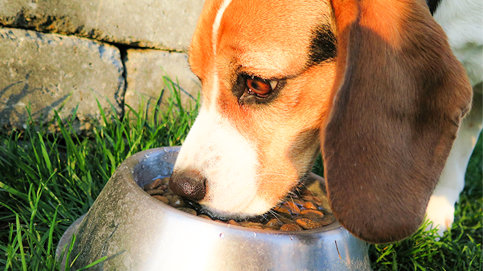Food Allergies in Dogs: Allergies Are Not the Same as Food Intolerance