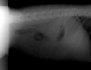 alt="Chronic GI Upset in a Dog: Diagnosing Precious—GI Issues That Are Not Going Away"